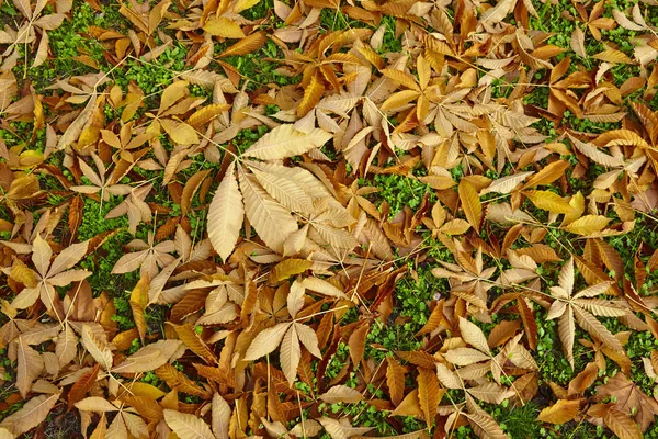 Dettaglio Foglie Autunno Tono Oro Caduta Sfondo Strutturato Orizzonte — Foto Stock