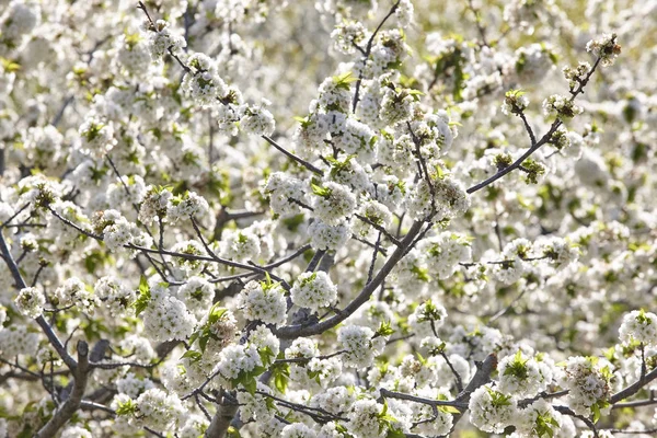 Cherry blossom in Jerte Valley, Caceres. Spring in Spain. Seasonal