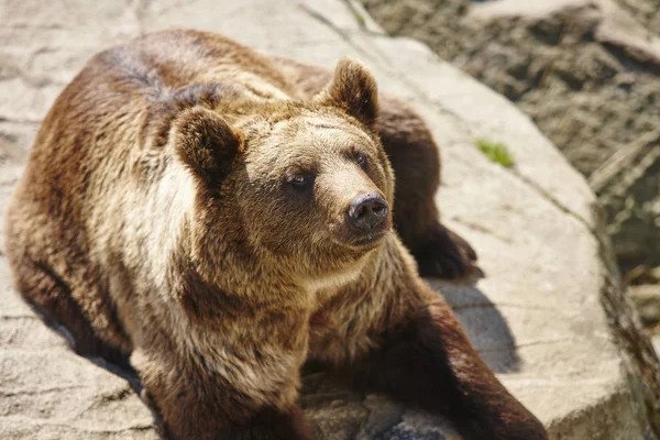 Καφέ Αρκούδα Κάθεται Έναν Βράχο Άγρια Φύση Περιβάλλον Υπόβαθρο Των — Φωτογραφία Αρχείου