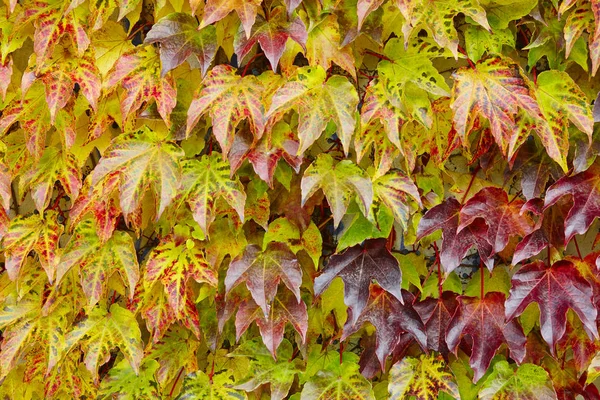 秋天的叶子呈绿色和红色的色调 秋天的背景 — 图库照片