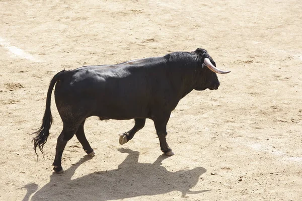 Toro de combate en la arena. Plaza de toros. Toro Bravo. España — Foto de Stock