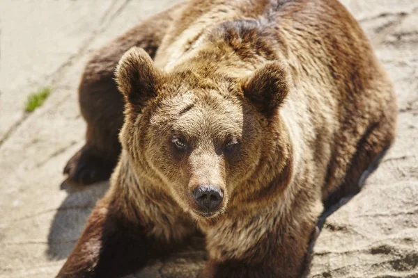 Oso Pardo Sentado Una Roca Ambiente Vida Silvestre Contexto Animal — Foto de Stock