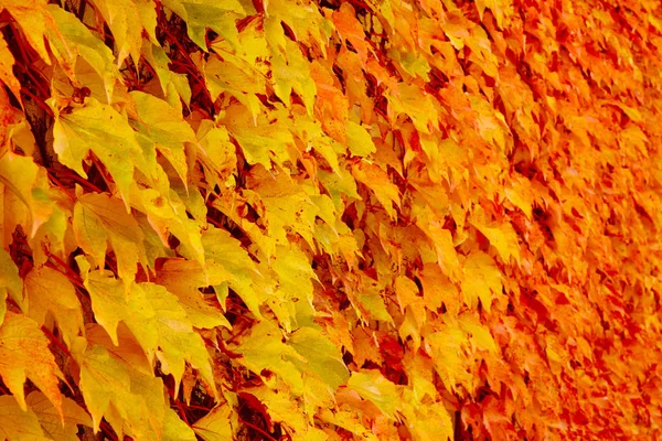 Autumn Leaves Detail Golden Tone Fall Textured Background Horizontal — Stock Photo, Image