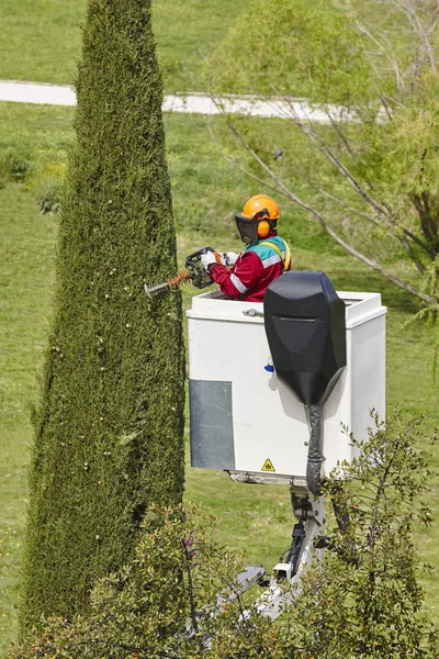 Arbeiter Sägen Einen Baum Einem Kran Gartenarbeiten — Stockfoto