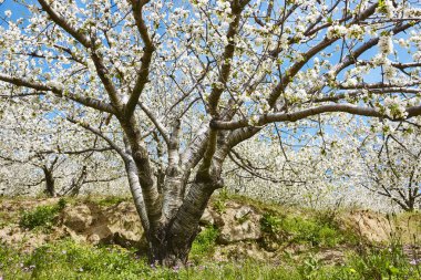 Jerte Valley, Caceres kiraz çiçeği. Bahar İspanya. Mevsimlik