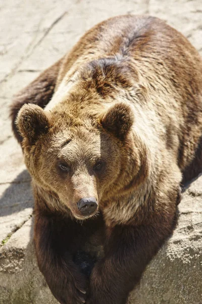 Urso Castanho Sentado Numa Rocha Ambiente Vida Selvagem Contexto Animal — Fotografia de Stock