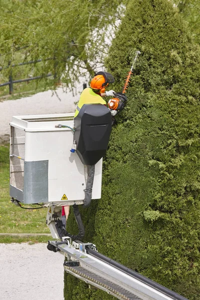 Operaio Equipaggiato Che Potava Albero Una Gru Lavori Giardinaggio — Foto Stock