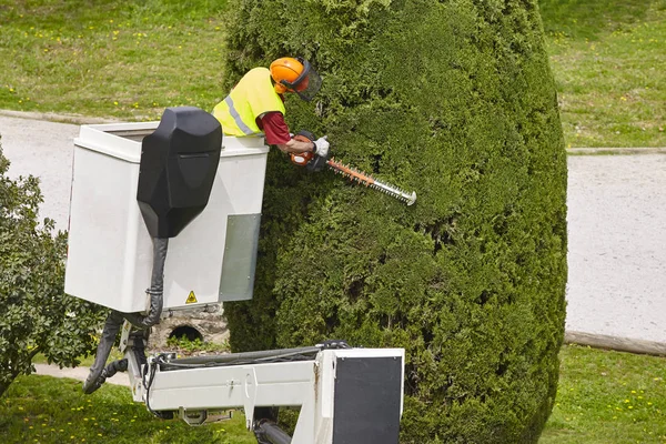 Operaio Equipaggiato Che Potava Albero Una Gru Lavori Giardinaggio — Foto Stock