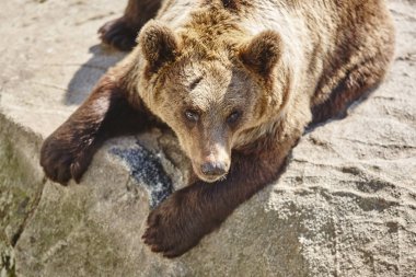 Kahverengi ayı kayanın üzerinde oturuyor. Vahşi yaşam ortamı. Hayvan arka plan