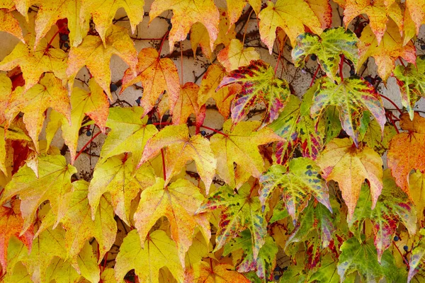 秋天的叶子呈绿色和红色的色调 秋天的背景 — 图库照片