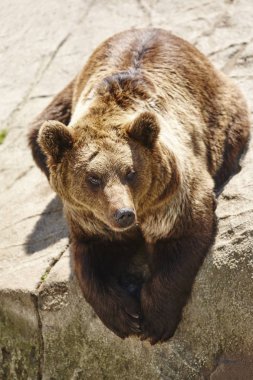 Kahverengi ayı kayanın üzerinde oturuyor. Vahşi yaşam ortamı. Hayvan arka plan