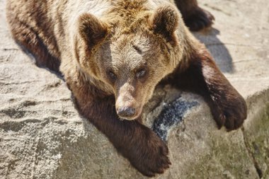 Kahverengi ayı kayanın üzerinde oturuyor. Vahşi yaşam ortamı. Hayvan arka plan