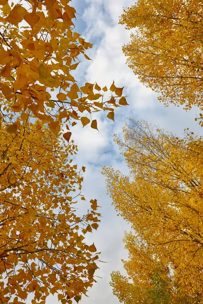 秋天的叶子在金黄的色调的树 郁郁葱葱的大自然 — 图库照片