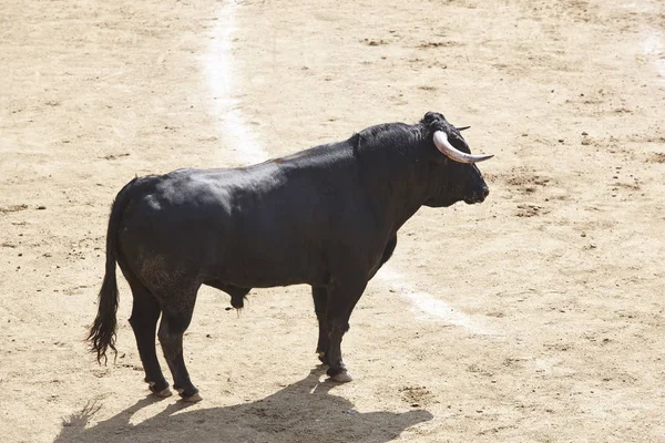 Harci Bika Arénában Bikaviadal Aréna Toro Bravo Spanyolország Vízszintes — Stock Fotó