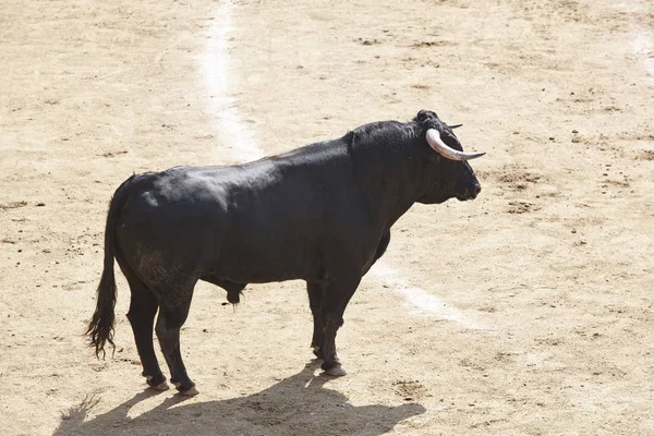 Taureau Combattant Dans Arène Des Arènes Toro Bravo Espagne Horizontal — Photo