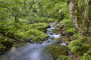 Muniellos biyosfer akışında ile yeşil orman rezerv, Asturias. İspanya