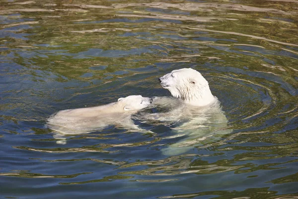 Polar Bear Játszik Kölyök Vízben Vadon Élő Állatok — Stock Fotó