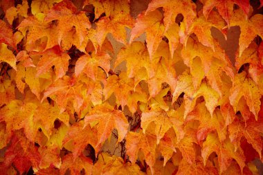 Altın sesi üzerine ayrıntı yaprak. Dokulu arka plan düşmek. Yatay