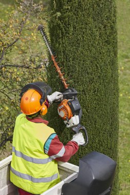 Donanımlı işçisi budama ağaca bir vinç. Bahçe işleri