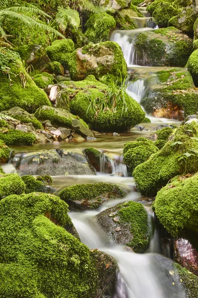 Groene Woud Met Stroom Muniellos Biosphere Reserve Asturias Spanje — Stockfoto