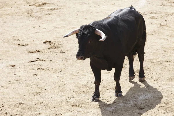 Arenada Boğa Mücadele Bullring Toro Bravo Spanya Yatay — Stok fotoğraf