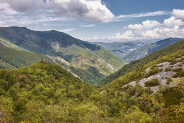 Meşe ağacı orman Asturias manzarada. Muniellos doğal park. İspanya