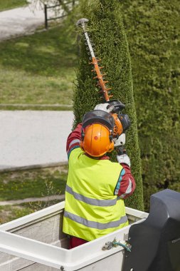 Donanımlı işçisi budama ağaca bir vinç. Bahçe işleri