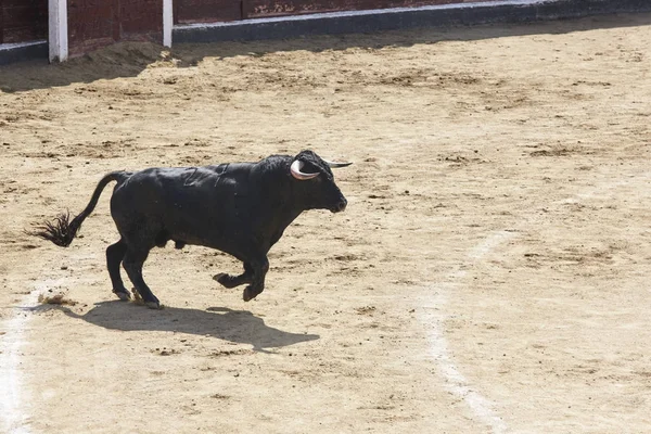 Lotta Contro Toro Che Corre Nell Arena Bullring Toro Bravo — Foto Stock