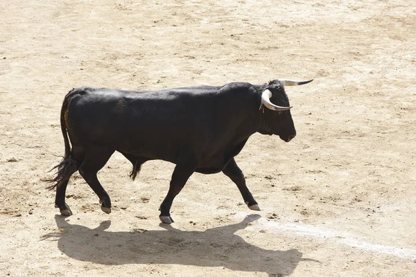 Kampfstiere Der Arena Stierkampfarena Toro Bravo Spanien Horizontal — Stockfoto