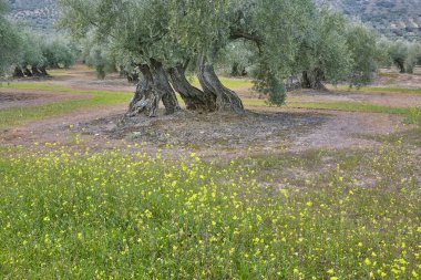 Zeytin ağacı Andalusia alanlarında. İspanyolca tarım peyzaj hasat. Jaen