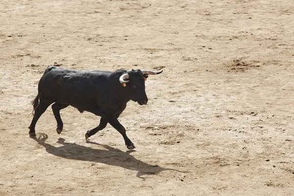 Des Taureaux Combat Dans Arène Des Arènes Toro Bravo Espagne — Photo