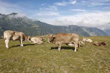 Dağda otlayan inekler. Hayvancılık. Pastoral manzara. Sığır çiftliği