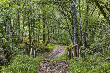 Ahşap yolu ormandaki. Muniellos doğal park. Asturias, İspanya