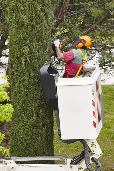 Arbeiter Schneiden Mit Einem Kran Einen Baum Gartenarbeiten — Stockfoto