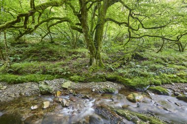 Yeşil orman ve Muniellos biyosfer rezervi, Asturias akışında. İspanya