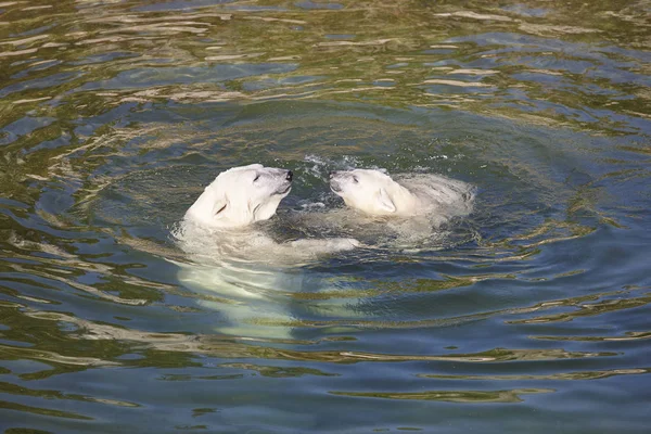 北极熊在水面上玩他的幼崽 野生动物 — 图库照片