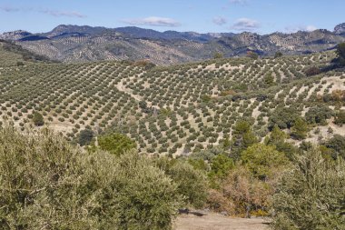 Zeytin ağacı Andalusia alanlarında. İspanyolca tarım peyzaj hasat. Jaen