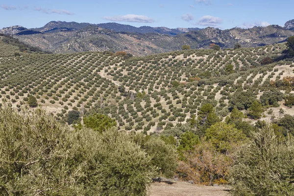 Olive Tree Pola Andaluzji Pejzaż Hiszpański Zbiorów Rolnych Jaen — Zdjęcie stockowe