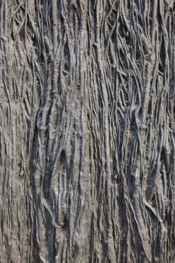 Dokulu arka plan ağaç kökleri formu ile. Doğa soyut yüzey. Yatay