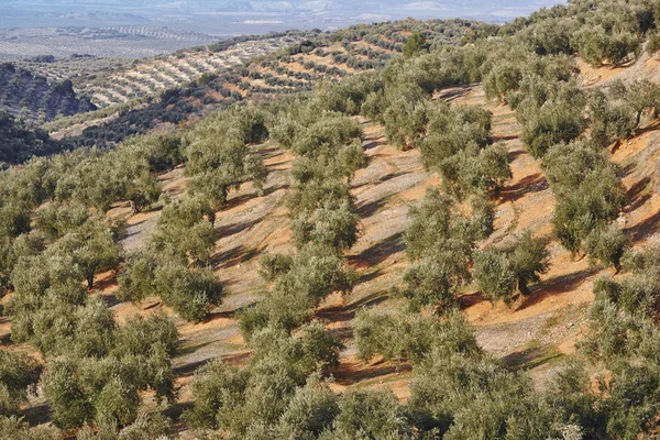 Olive Tree Velden Andalusië Spaanse Landbouw Oogst Landschap Jaen — Stockfoto