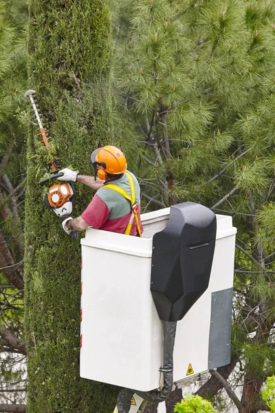 Arbeiter Schneiden Mit Einem Kran Einen Baum Gartenarbeiten — Stockfoto