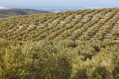 Zeytin ağacı Andalusia alanlarında. İspanyolca tarım peyzaj hasat. Jaen