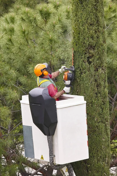 Operaio Attrezzato Che Potava Cipresso Una Gru Lavori Giardinaggio — Foto Stock