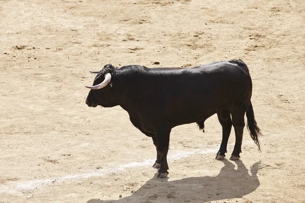 Lotta Contro Toro Nell Arena Bullring Toro Bravo Spagna Orizzonte — Foto Stock