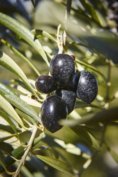 Olive Ovoce Pozadím Zelenými Listy Zemědělství Pozadí Jaen Španělsko — Stock fotografie