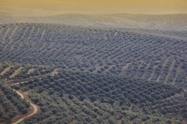 Zeytin ağacı Andalusia alanlarında. İspanyolca tarım peyzaj hasat. Jaen