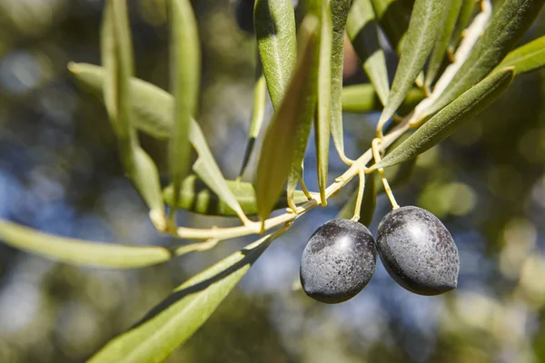 Fruto Oliva Con Hojas Verdes Fondo Fondo Agrícola Jaén España — Foto de Stock