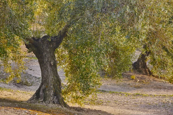 Olive Tree Pola Andaluzji Pejzaż Hiszpański Zbiorów Rolnych Jaen — Zdjęcie stockowe