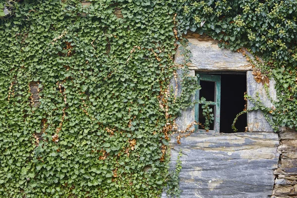 Grön Murgröna Stenmur Fasad Växter Som Växer Naturen — Stockfoto