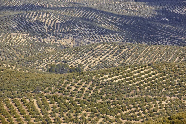 Zeytin Ağacı Andalusia Alanlarında Spanyolca Tarım Peyzaj Hasat Jaen — Stok fotoğraf